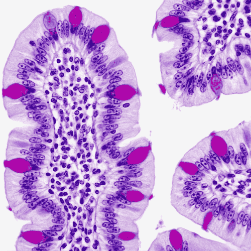 Formador de medicina china integrativa Yung Arrizabalaga